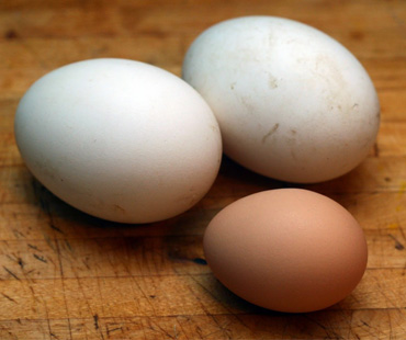 Protein deposu kaz yumurtası