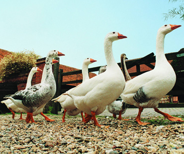 Doktorun kaz çiftliği